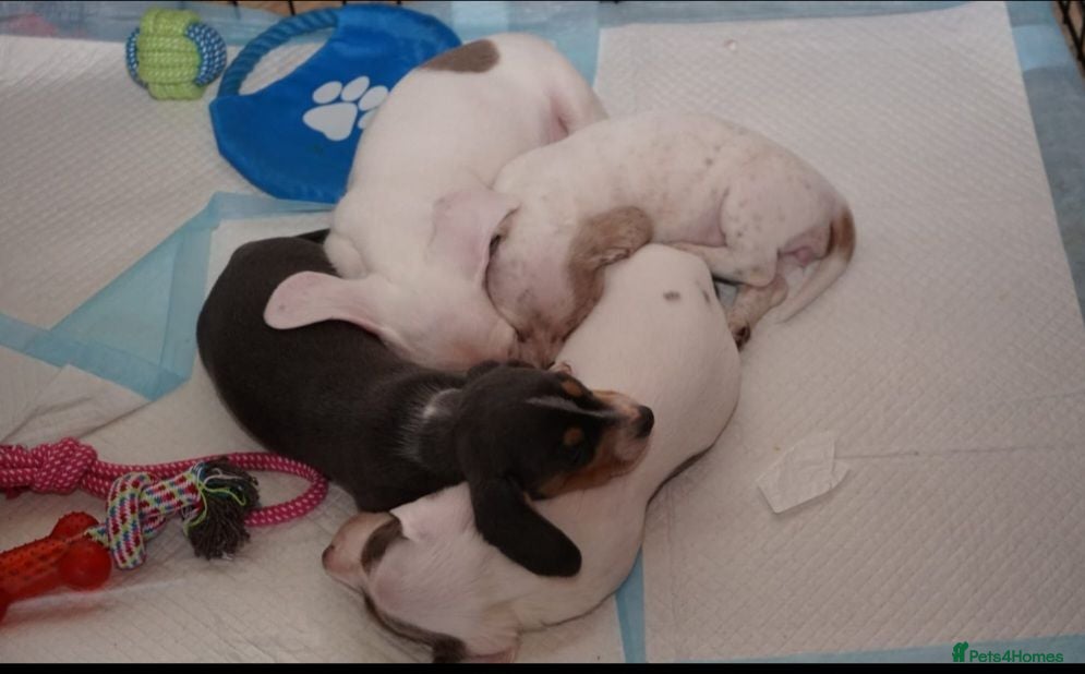 Miniature Dachshund dogs KC PIEBALD MINIATURE DACHSHUNDS - Advert 2