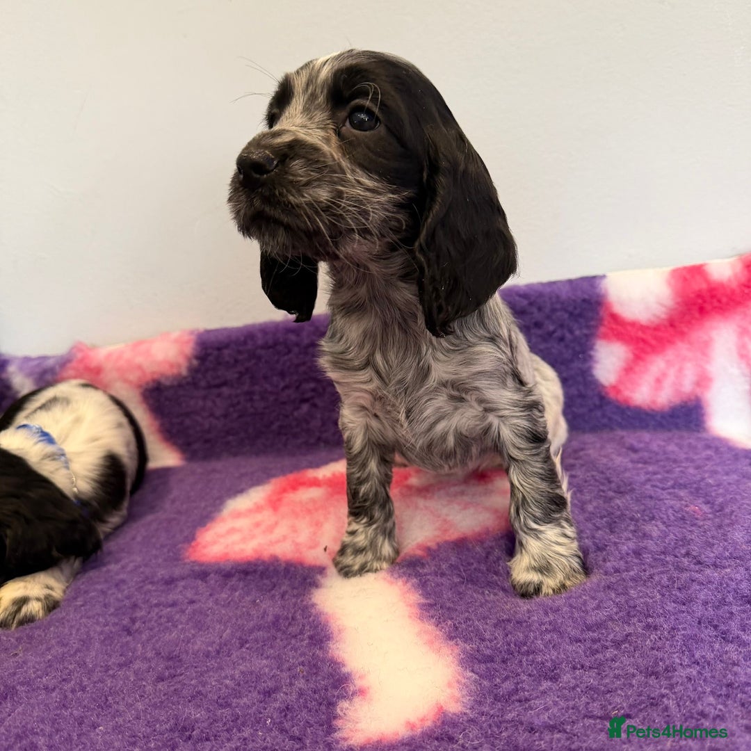 Cocker Spaniel dogs for sale: Stunning cocker spaniel pups  - Advert 6