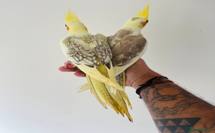 Cockatiels birds - Advert 3
