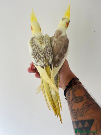 Cockatiels birds for sale - Advert 3