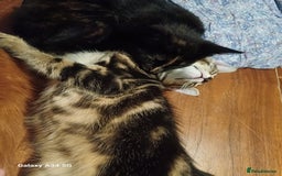 Mixed Breed cats for sale: 4 stunning kittens looking for their forever home. - Image 10