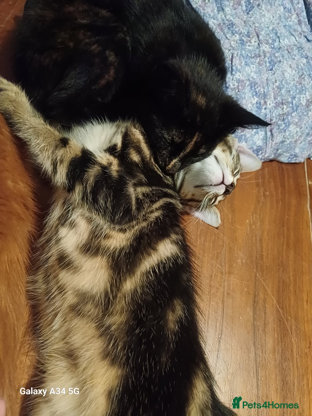 Mixed Breed cats for sale: 4 stunning kittens looking for their forever home. - Image 10