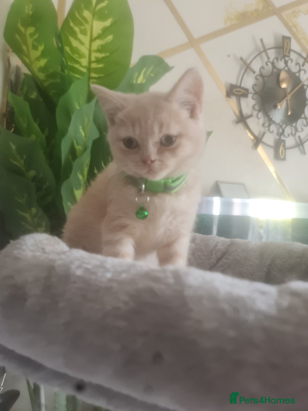 British Shorthair cats for sale: Adorable kittens  4 sweet home - Image 9