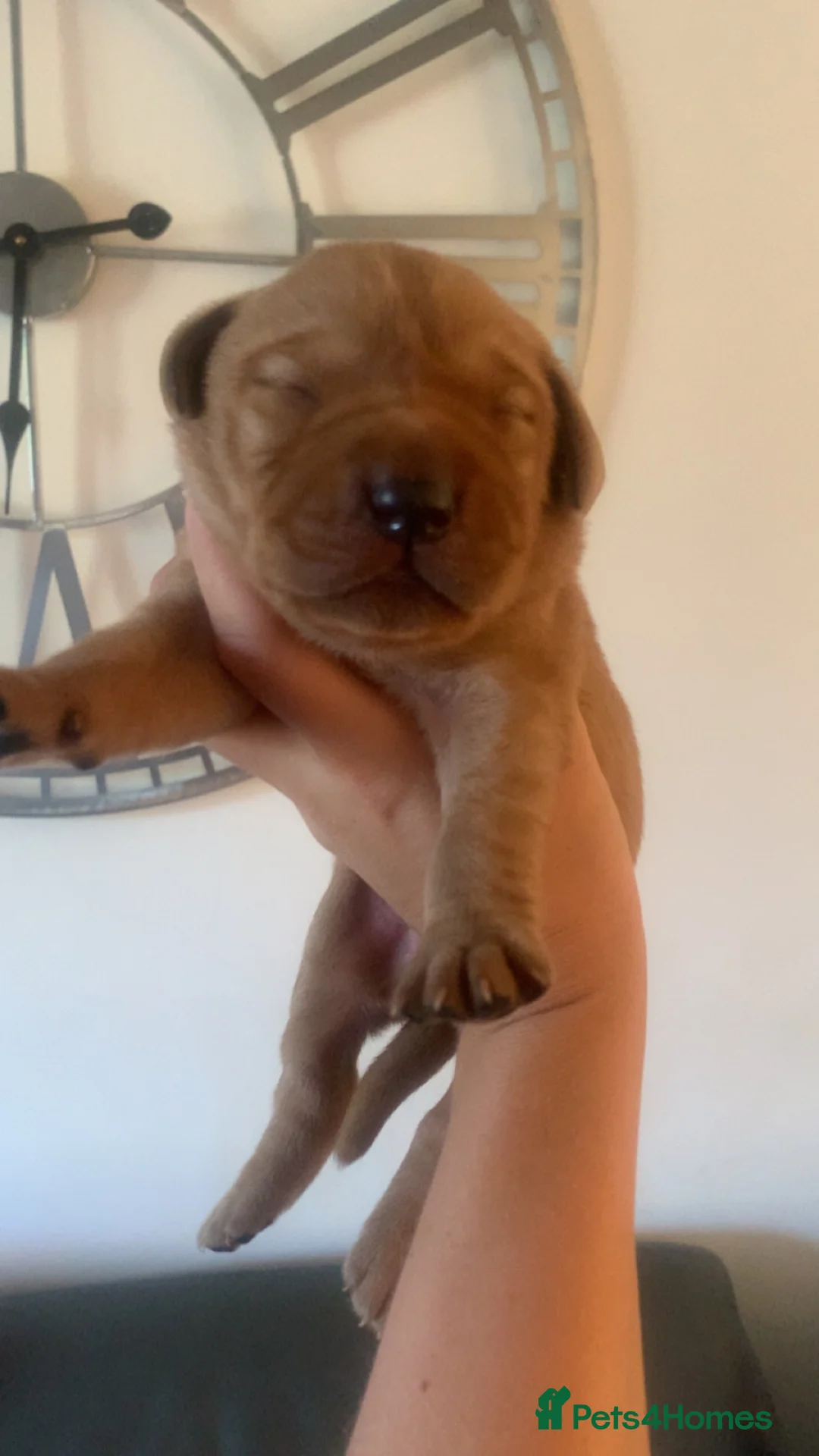 Labrador Retriever dogs for sale: WORKING KC REG FOX RED LABRADOR PUPPIES FOR SALE  - Advert 30