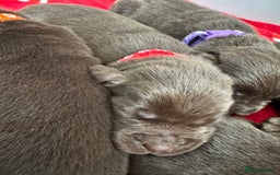 Labrador Retriever dogs for sale: 5 Stars 🌟 Chocolate Labradors  🌟  - Image 9