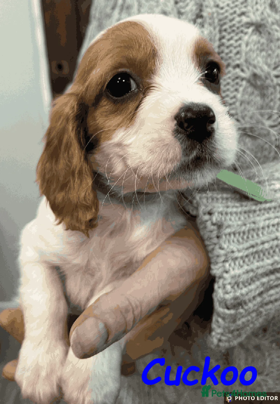 Cockalier dogs for sale: Adorable Cockalier Puppies - Advert 8