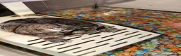 Turtle reptiles for sale: Lily the turtle in Crawley - Advert 2