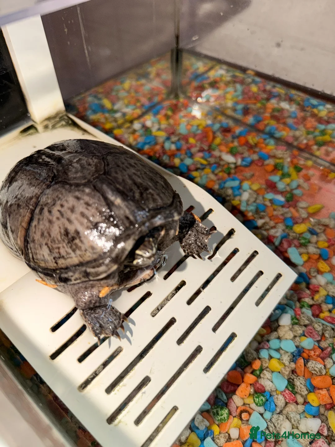 Turtle reptiles for sale: Lily the turtle in Crawley - Advert 2
