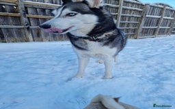 Siberian Husky dogs for sale: Rehoming my beloved Husky - Image 2