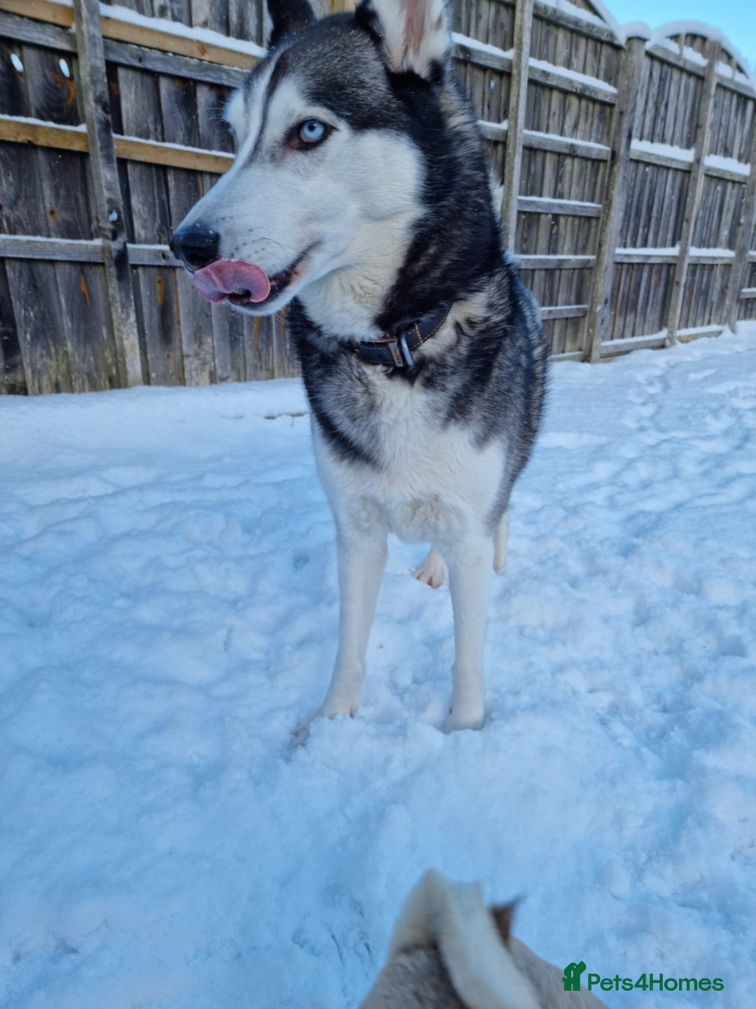 Siberian Husky dogs for sale: Rehoming my beloved Husky - Image 2