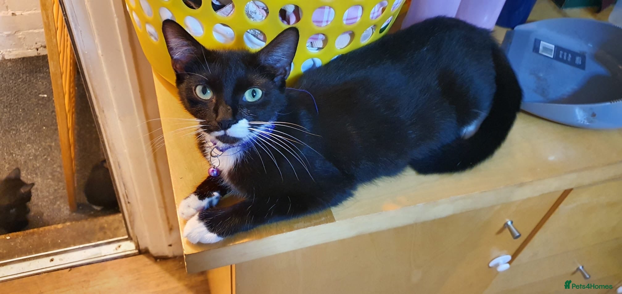 Mixed Breed cats Kittens for sale and mum £20 - Advert 2