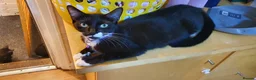 Mixed Breed cats for sale: Kittens for sale and mum £20 - Advert 1