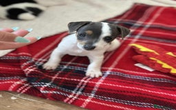 Jack Russell dogs for sale: Jack Russell Pure Breed Puppy’s  - Image 26