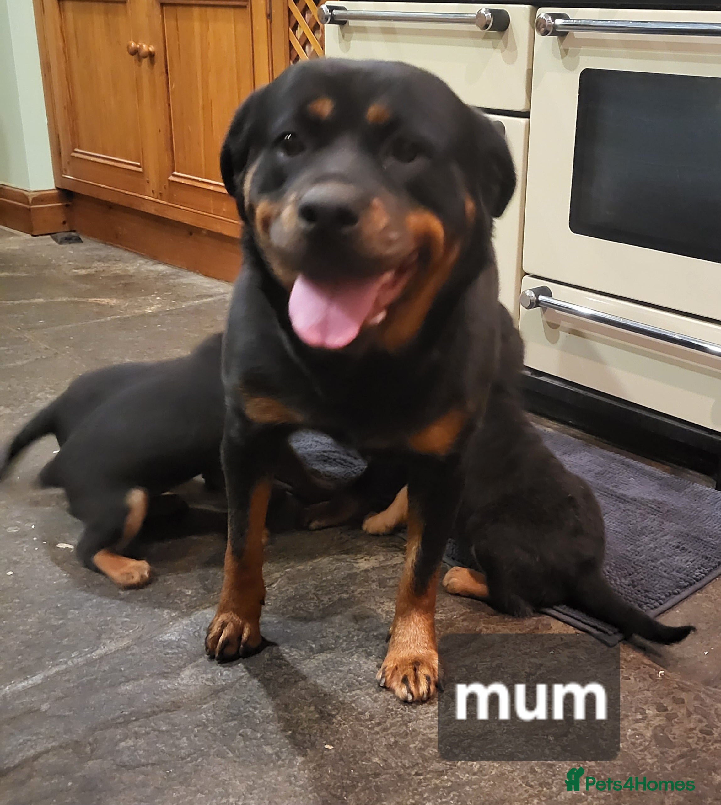 Rottweiler dogs Chunky Rottweiler Puppies - Advert 15