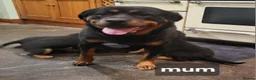 Rottweiler dogs for sale: Chunky Rottweiler Puppies - Advert 1