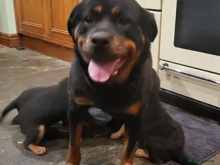Rottweiler dogs Chunky Rottweiler Puppies - Advert 15