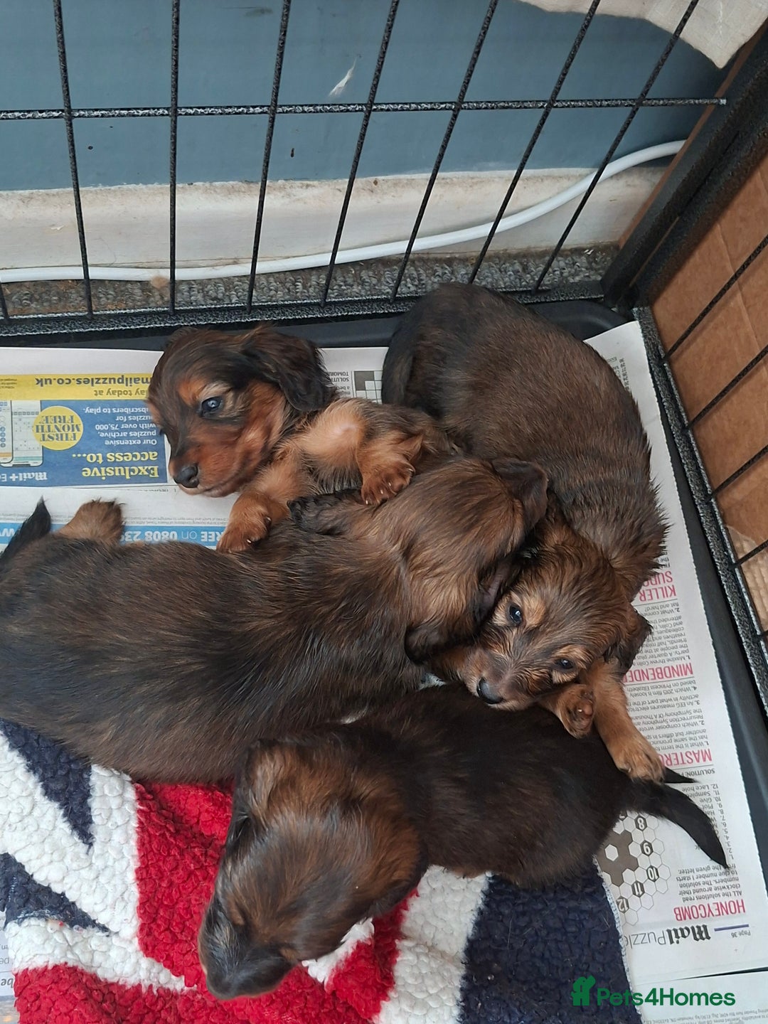 Miniature Dachshund dogs for sale: Miniature Long Dachshund Puppies  - Image 4
