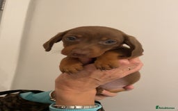 Miniature Dachshund dogs for sale: Mini dachshunds puppy’s  - Image 8