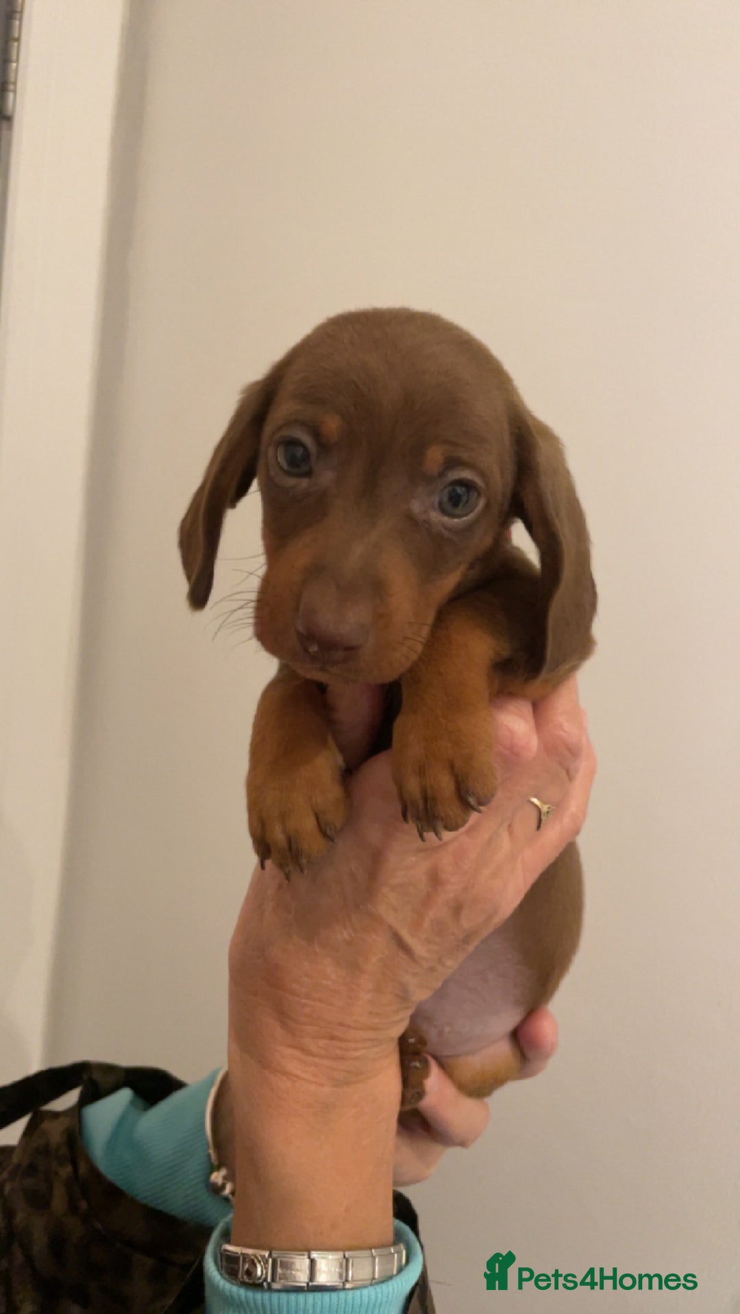 Miniature Dachshund dogs for sale: Mini dachshunds puppy’s  - Image 8