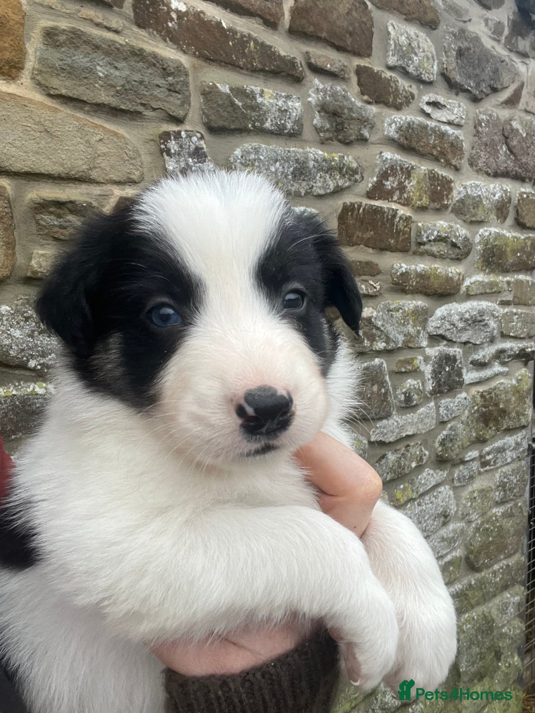 Border Collie dogs for sale: Border collie pups - Advert 6