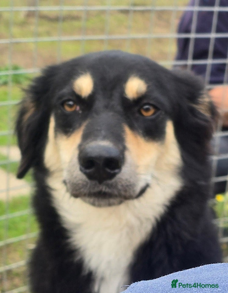 Mixed Breed dogs Aspen is in emergency kennels - Advert 1