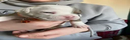 Olde English Bulldogge dogs for sale: Olde English Bulldogge litter - Advert 24