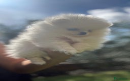 Pomeranian dogs for sale: Quality girl ready now PRINCESS 💕 - Image 28