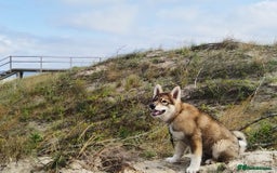 Saarloos Wolfdog dogs for sale: WEST SIBERIAN LAIKA TRAINED IMPORTED VIDEOS - Image 7