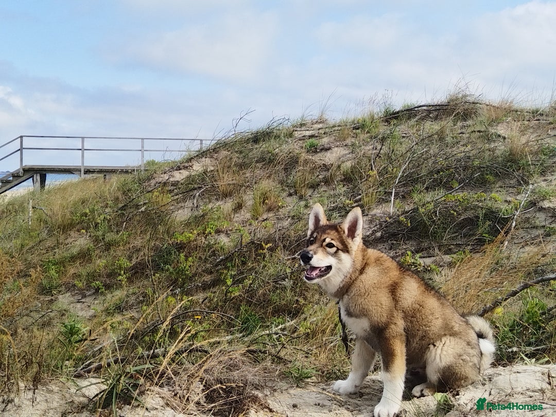 Saarloos Wolfdog dogs for sale: WEST SIBERIAN LAIKA TRAINED IMPORTED VIDEOS - Image 7