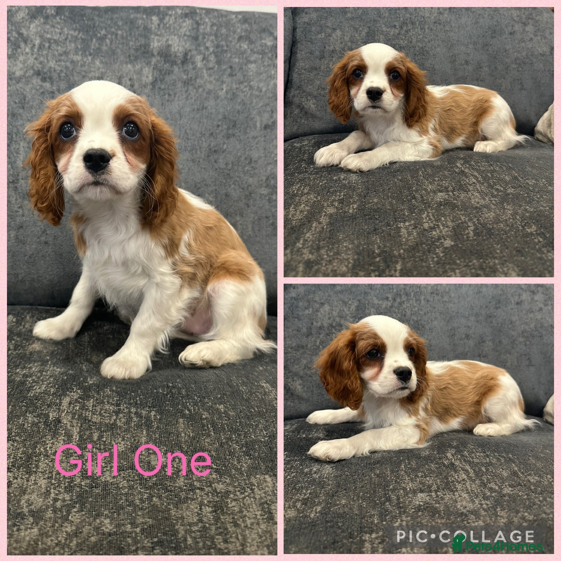 Cavalier King Charles Spaniel dogs for sale: *** KC REG DNA CLEAR CAVALIER KING CHARLES**  - Advert 3