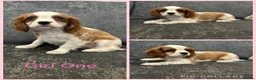 Cavalier King Charles Spaniel dogs for sale: *** KC REG DNA CLEAR CAVALIER KING CHARLES**  - Advert 1