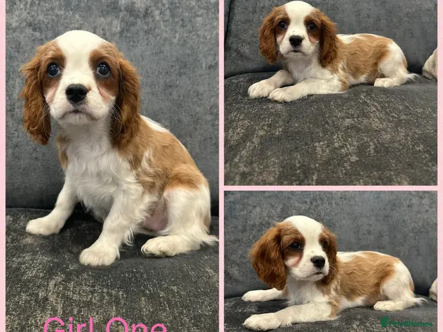 Cavalier King Charles Spaniel dogs for sale: *** KC REG DNA CLEAR CAVALIER KING CHARLES** - Advert 3