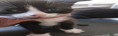 Domestic Shorthair Kitten 3