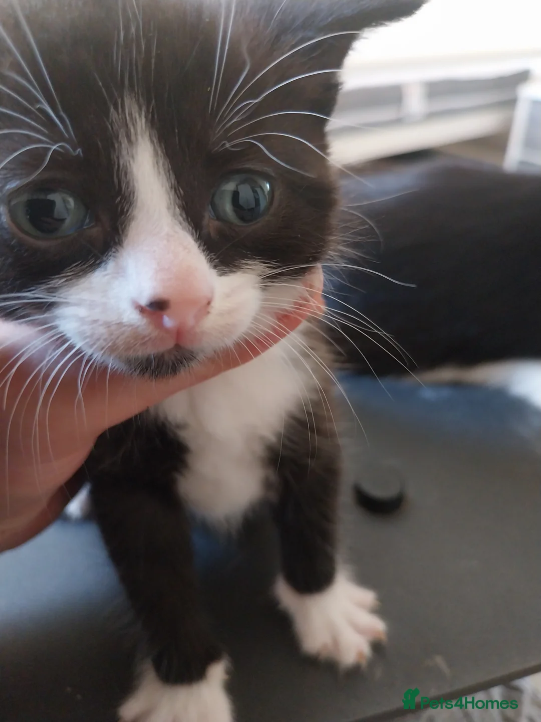 Domestic Shorthair cats for sale: Beautiful Black and White kittens - Advert 2