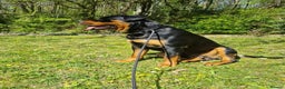 Rottweiler dogs for stud: Bruno the Rottweiler Stud Services in Wrexham - Advert 3