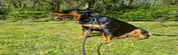 Rottweiler dogs for stud: Bruno the Rottweiler Stud Services in Wrexham - Advert 3