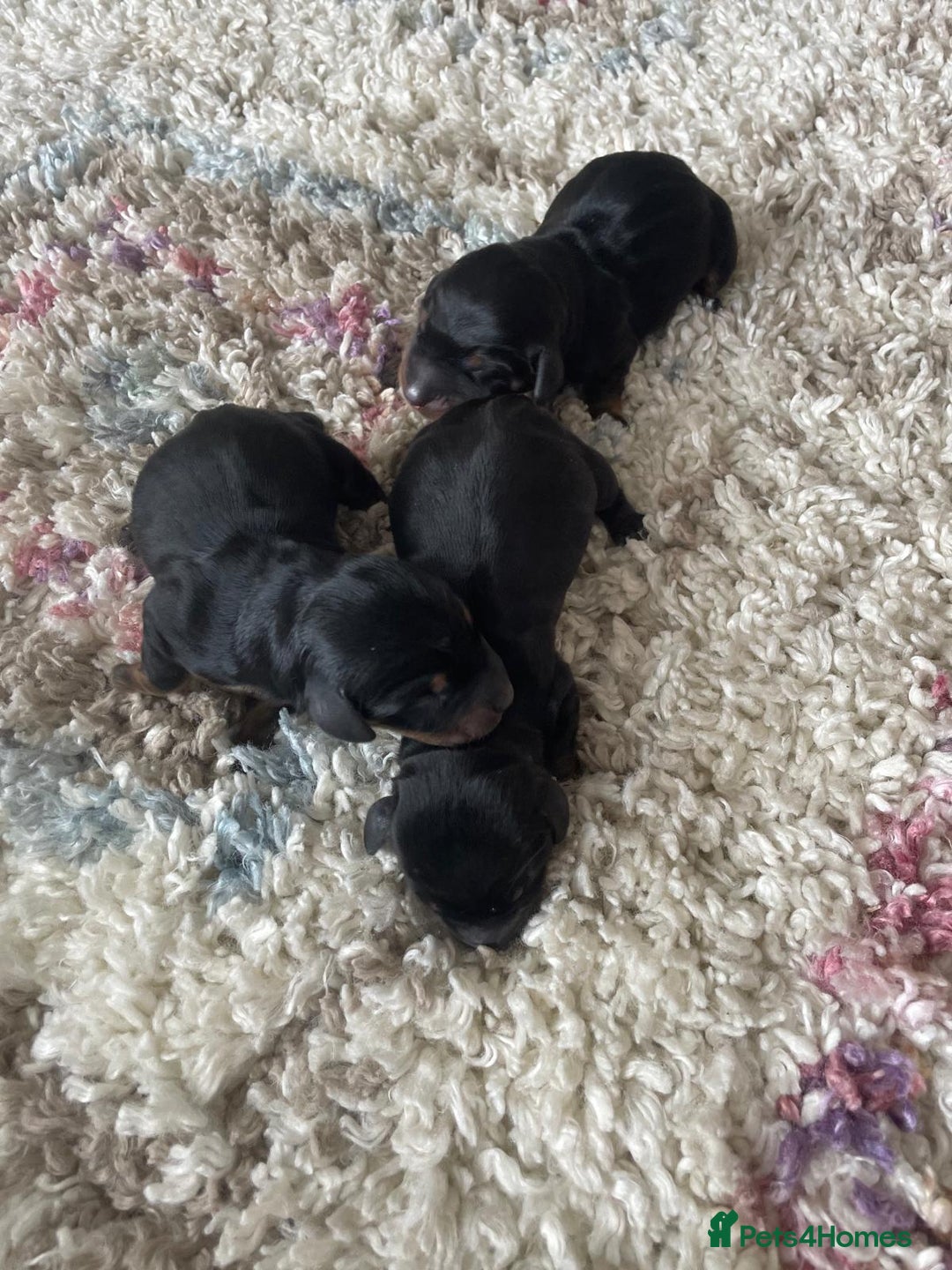 Miniature Dachshund dogs for sale: Miniature Dachshund Puppies   in Pontefract - Image 25
