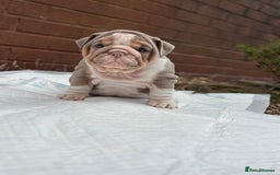 English Bulldog dogs for sale: Mr muscles pup 7 weeks old ready to go 28th  - Image 27