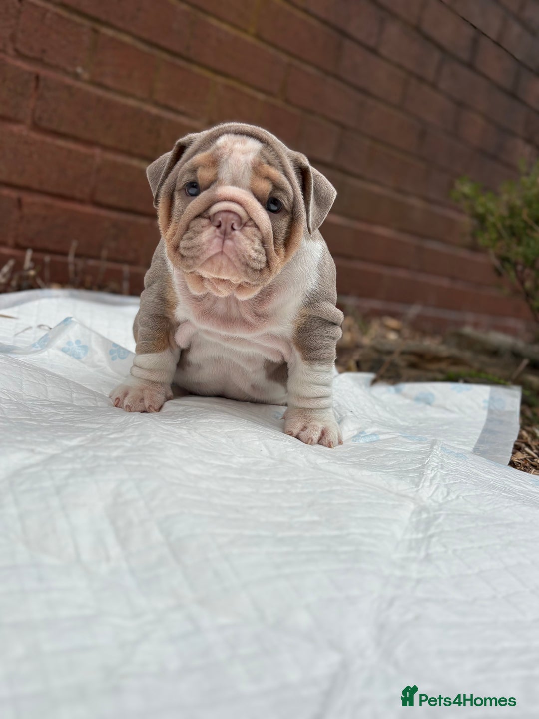 English Bulldog dogs for sale: Mr muscles pup 7 weeks old ready to go 28th  - Image 27