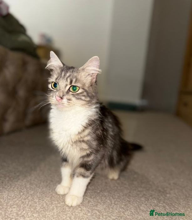 Mixed Breed cats Bella - 1-Year-Old Female Seeking Forever Home - Advert 3