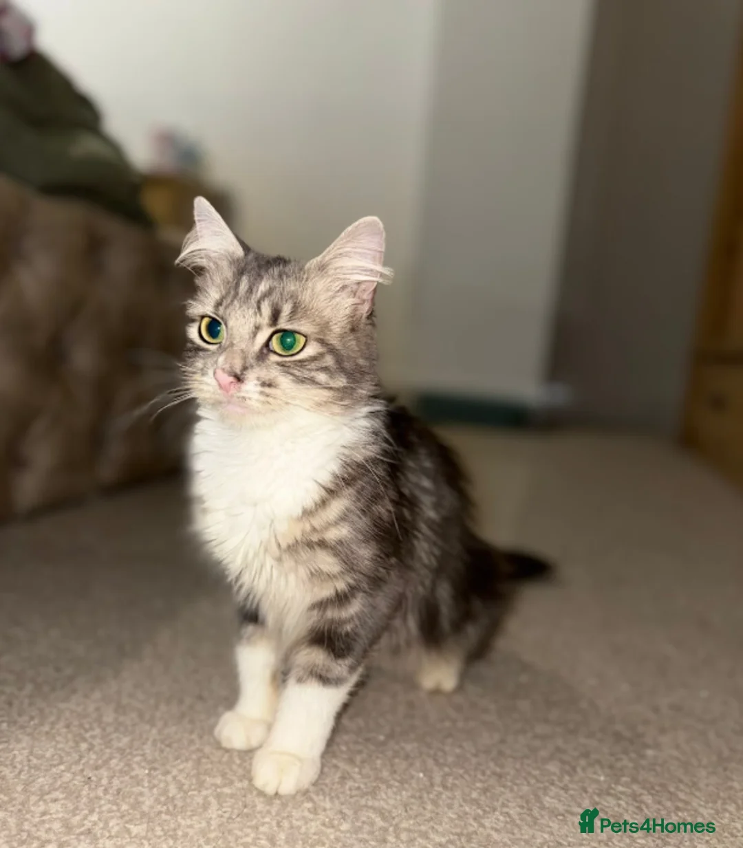 Mixed Breed cats for adoption: Bella - 1-Year-Old Female Seeking Forever Home - Advert 1