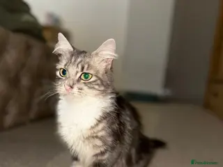 Mixed Breed cats Bella - 1-Year-Old Female Seeking Forever Home - Advert 3