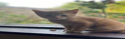 Mixed Breed cats for sale: 🐾 Adorable ginger kittens for sale, Chester 🐾  - Advert 16