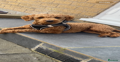 Cockapoo dogs - Advert 9