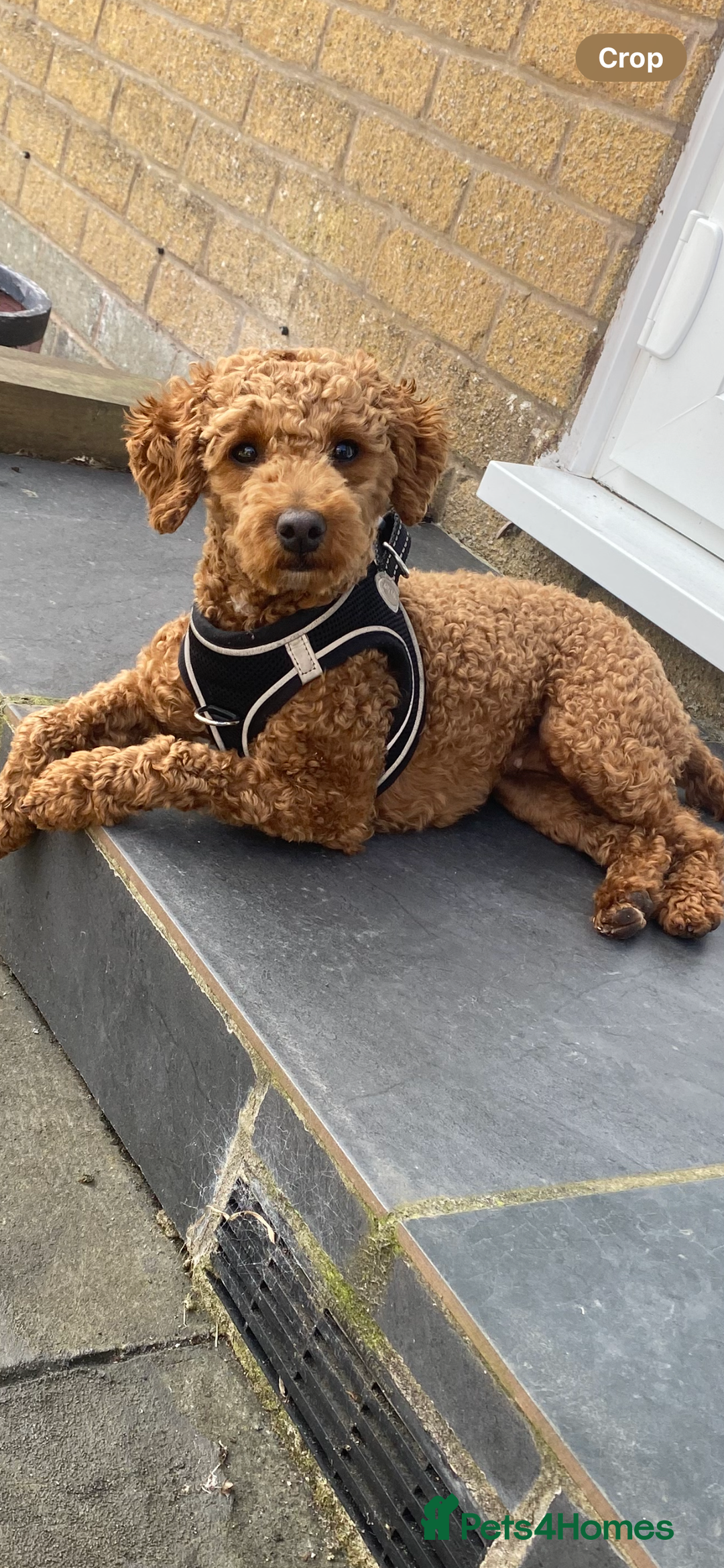 Cockapoo dogs for sale: F2 Cockapoo’s - Image 9