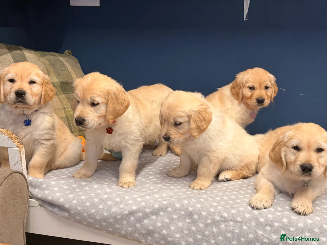 Golden Retriever dogs for sale: 🐶Fluffy bears looking for forever home💕💕 ! - Advert 32