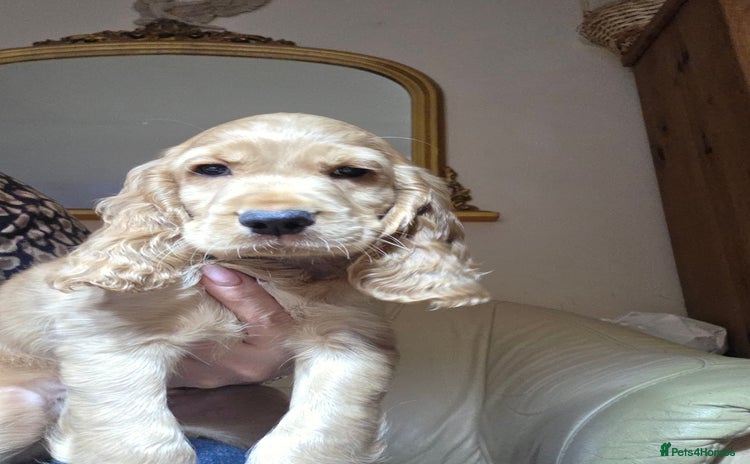 Cocker Spaniel dogs - Advert 16