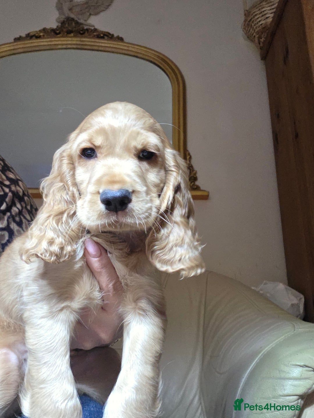 Cocker Spaniel dogs for sale: Beautiful and sweet puppy😊 - Image 2