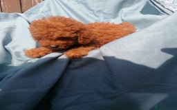 Miniature Poodle dogs for sale: Miniature poodles  - Image 8