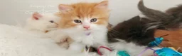Ragdoll cats for sale: Beautiful cross Ragdoll/Persian 😻😻😻😻 - Advert 34